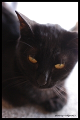 黒猫の瞳
