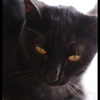黒猫の瞳