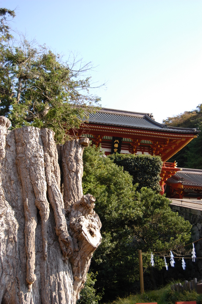 3) 大銀杏