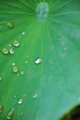 雨音はショパンの調べ