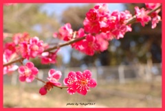 紅梅三部作）花盛りの君