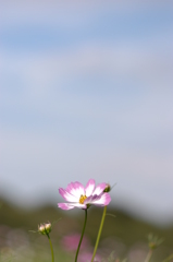 ～空まで伸びろ～