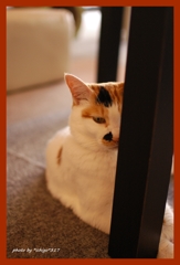 猫村さんは見た？！