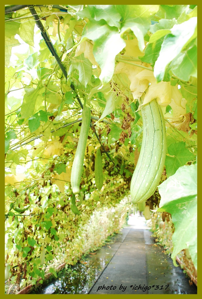 ナーベラーアーチ～夏のにおい～