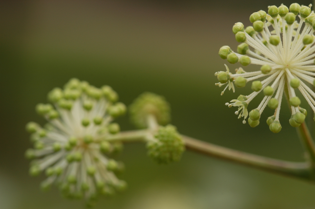 ウドの花