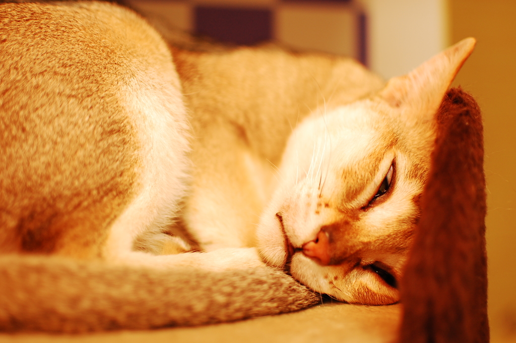レム睡眠中