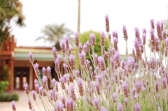ラベンダー