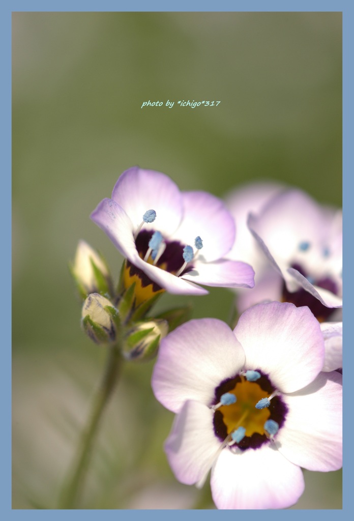 不思議な色合いの花 B