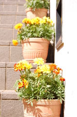 花の階段