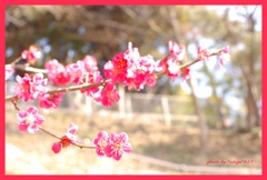 紅梅三部作）桜にバトンを
