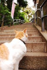 待ち人(猫)来たらず