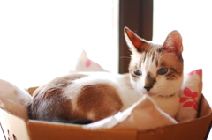箱入り息子
