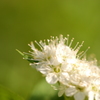 なんの花 ？？ B