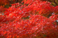 秋もみじ