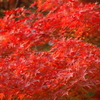 秋もみじ