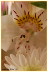 ～花粉～