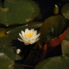 hasu