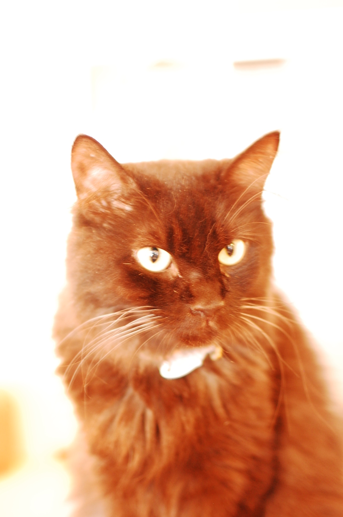 黒猫の肖像