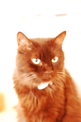 黒猫の肖像