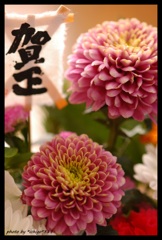 ～菊花賀正～