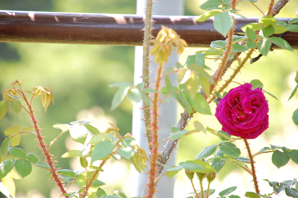 綺麗な花にはトゲがある