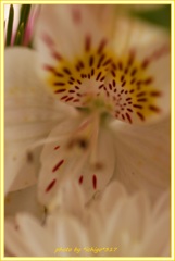 ～ハナカマキリ～