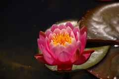 睡蓮