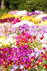 花畑