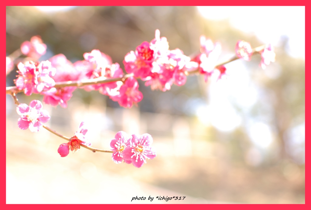 紅梅三部作）梅日和