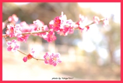 紅梅三部作）梅日和