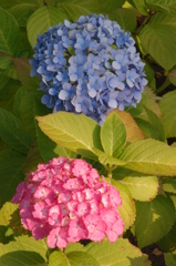 ペア