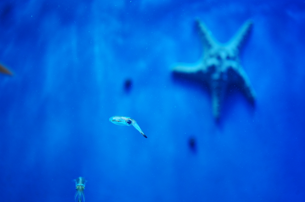 星空に舞う
