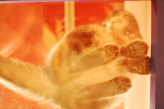 裏猫-2