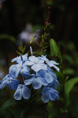 紫陽花みたいに・・・