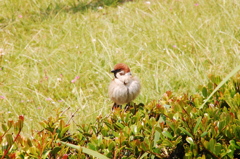 もふもふ・・・