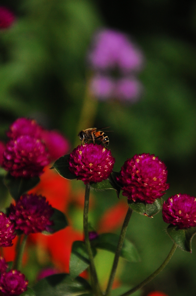 センニチコウとBee (暗)