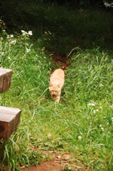 厳つい猫