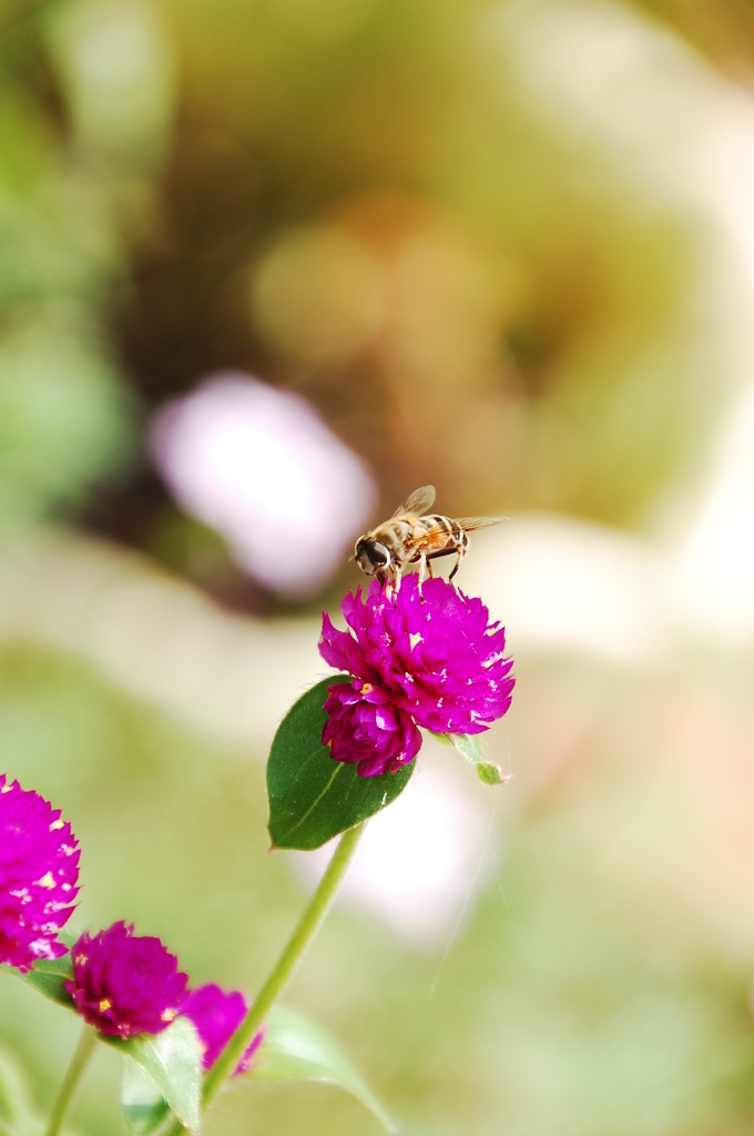 センニチコウとBee (明)