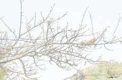 どんぐり探し