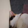 心地いいにゃん。