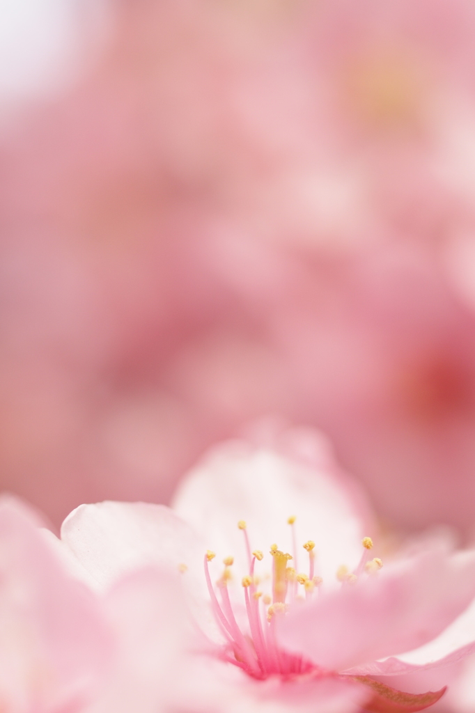 春色の光