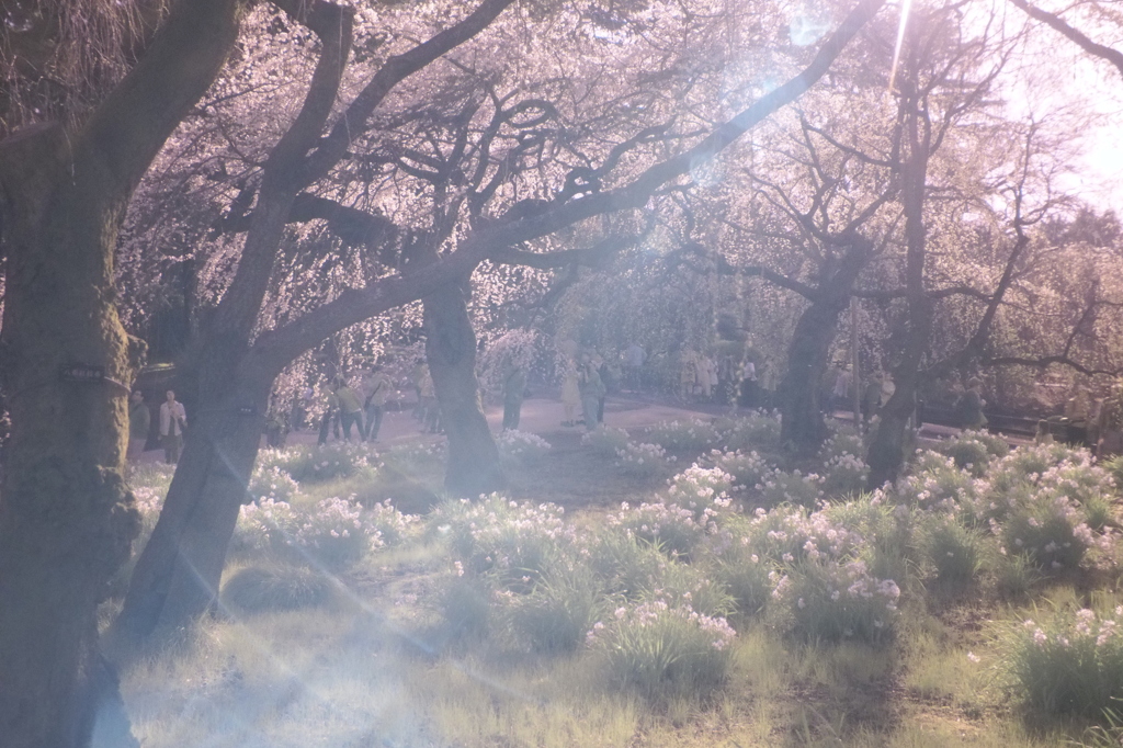 桜の幻想