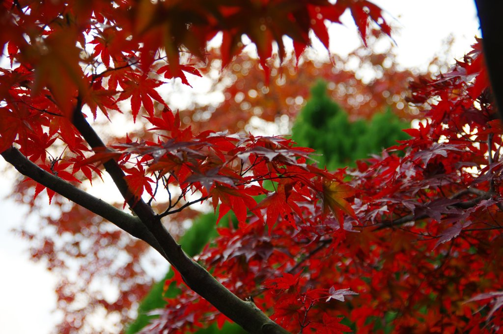 K-3で初めての紅葉