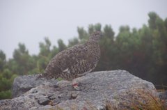 ツールド乗鞍016