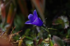 ツールド乗鞍014