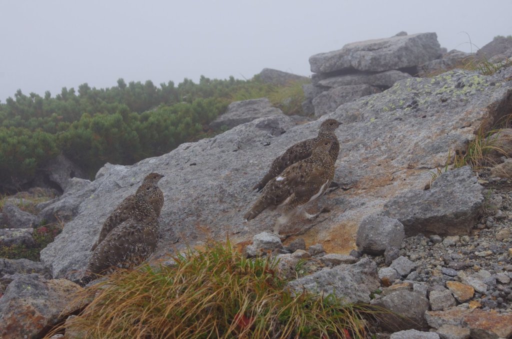 ツールド乗鞍017