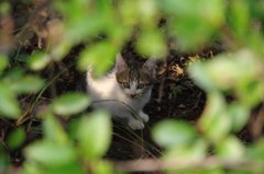 子猫がこっちの様子をうかがってます。