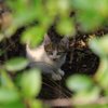 子猫がこっちの様子をうかがってます。