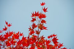 紅葉01
