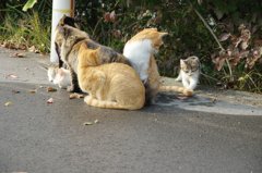 呉のとある場所でネコ一家に遭遇。